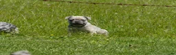 Mixed Breed dogs for sale: Bugz - Ad 6