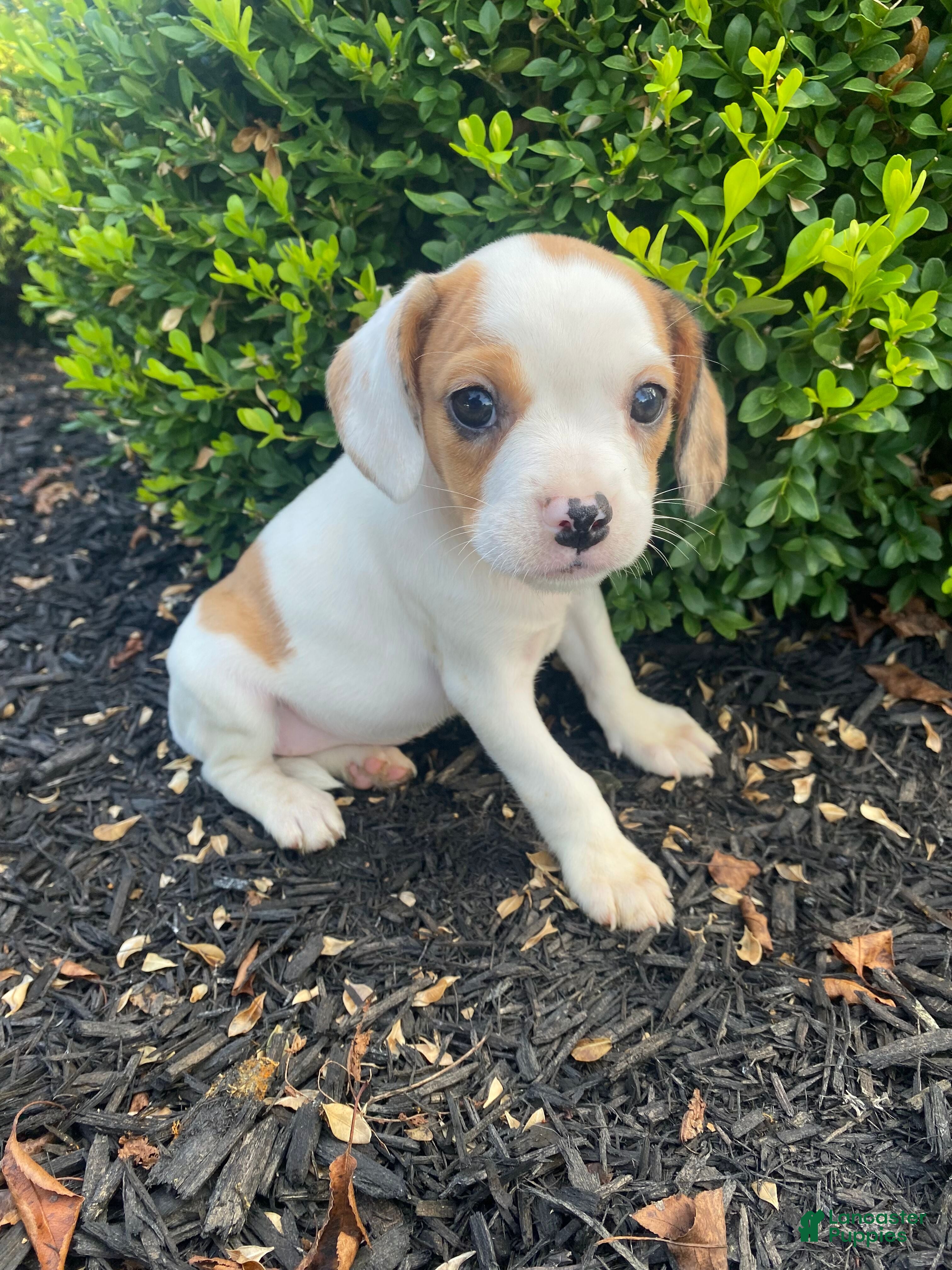 Mixed Breed dogs Annie - Ad 1