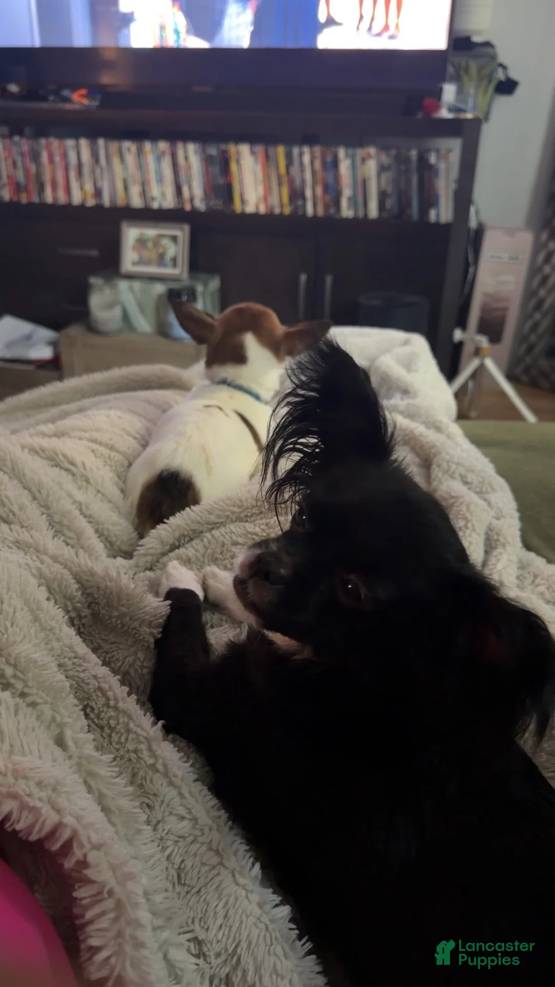 Chihuahua dogs for sale: Chihuahua 2 - Ad 2
