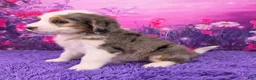 Mini Bernedoodle dogs for sale: Snorkel - Ad 3
