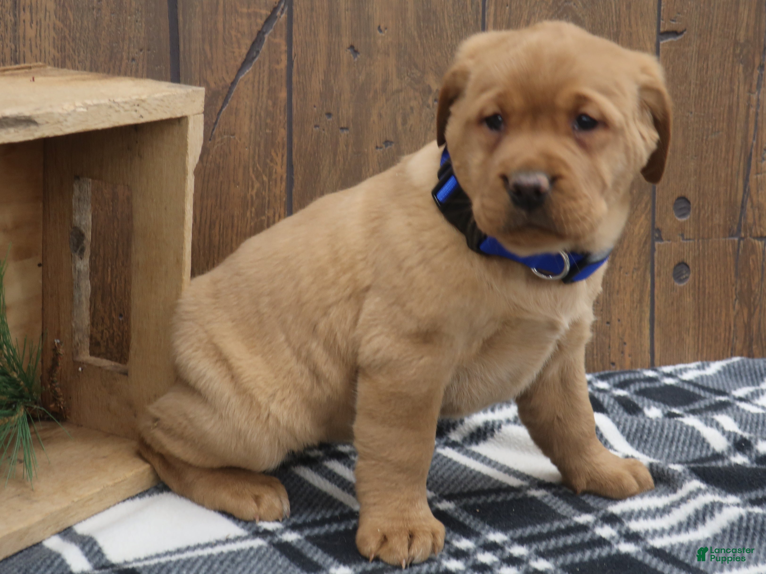 Labrador Retriever dogs Evergreen  - Ad 23