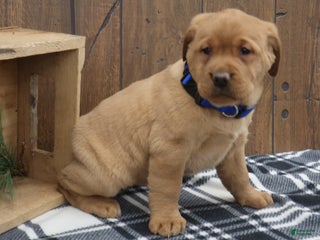 Labrador Retriever dogs Evergreen - Ad 23