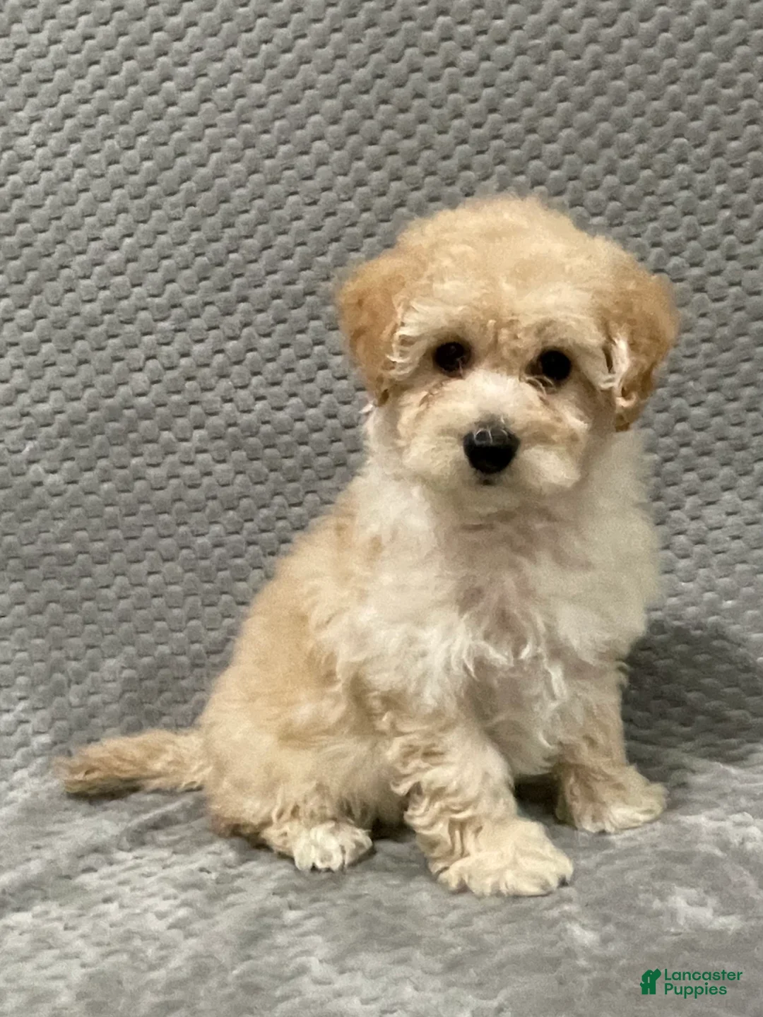 Bichpoo dogs for sale: Faye - Ad 3