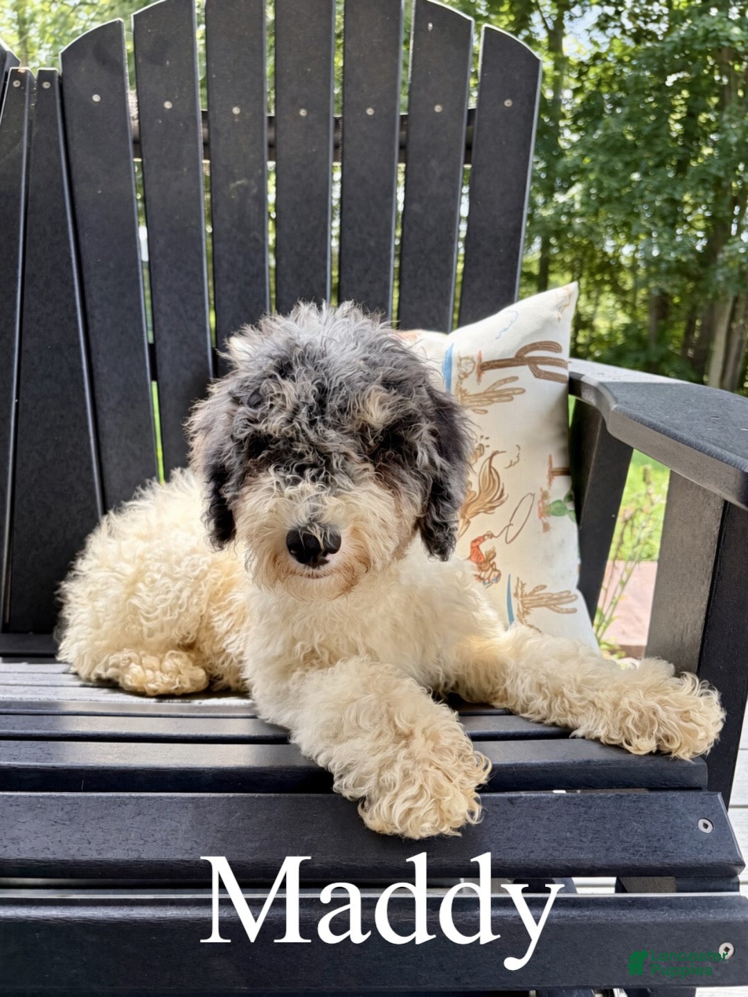 Mixed Breed dogs Maddy  - Ad 1