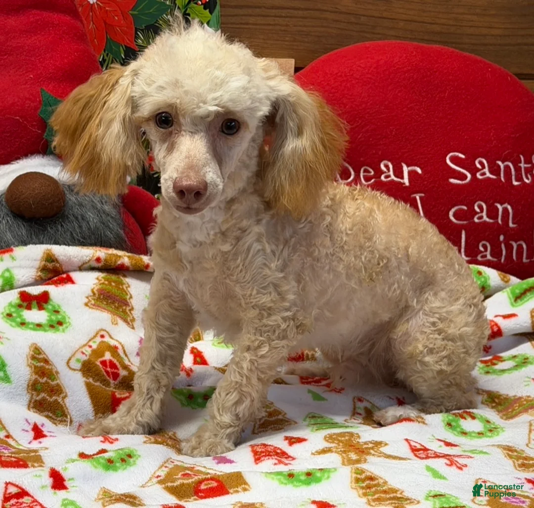 Toy Poodle dogs for sale: Oliver - Ad 2