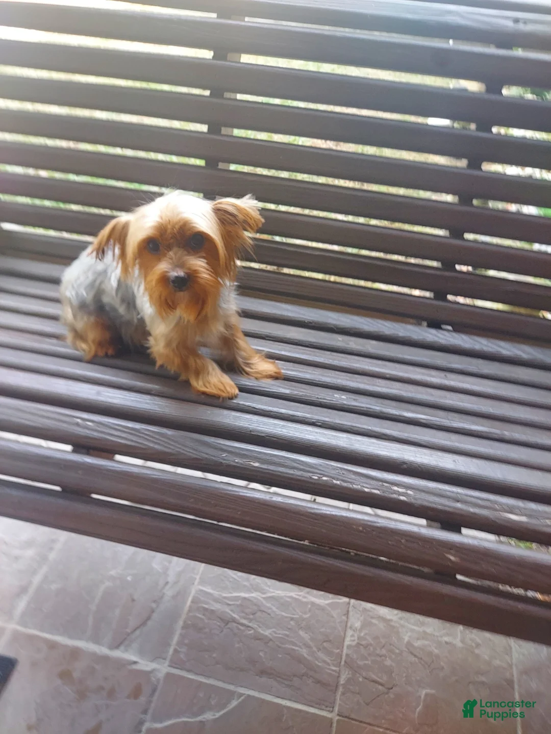 Yorkshire Terrier dogs for sale: Yorkshire Terrier Puppy 4 - Ad 3