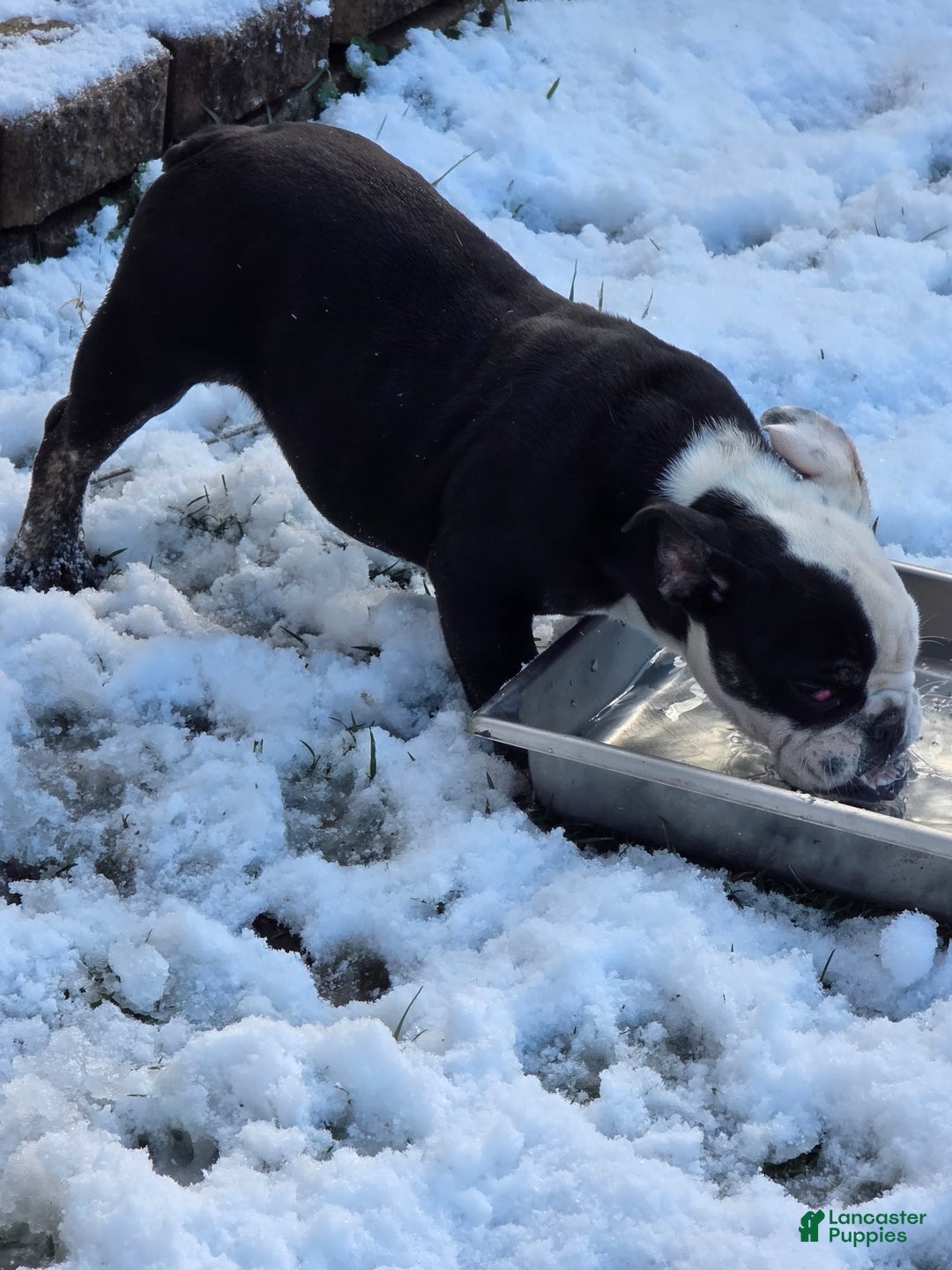 English Bulldog dogs for sale: Big Mamma - Ad 4