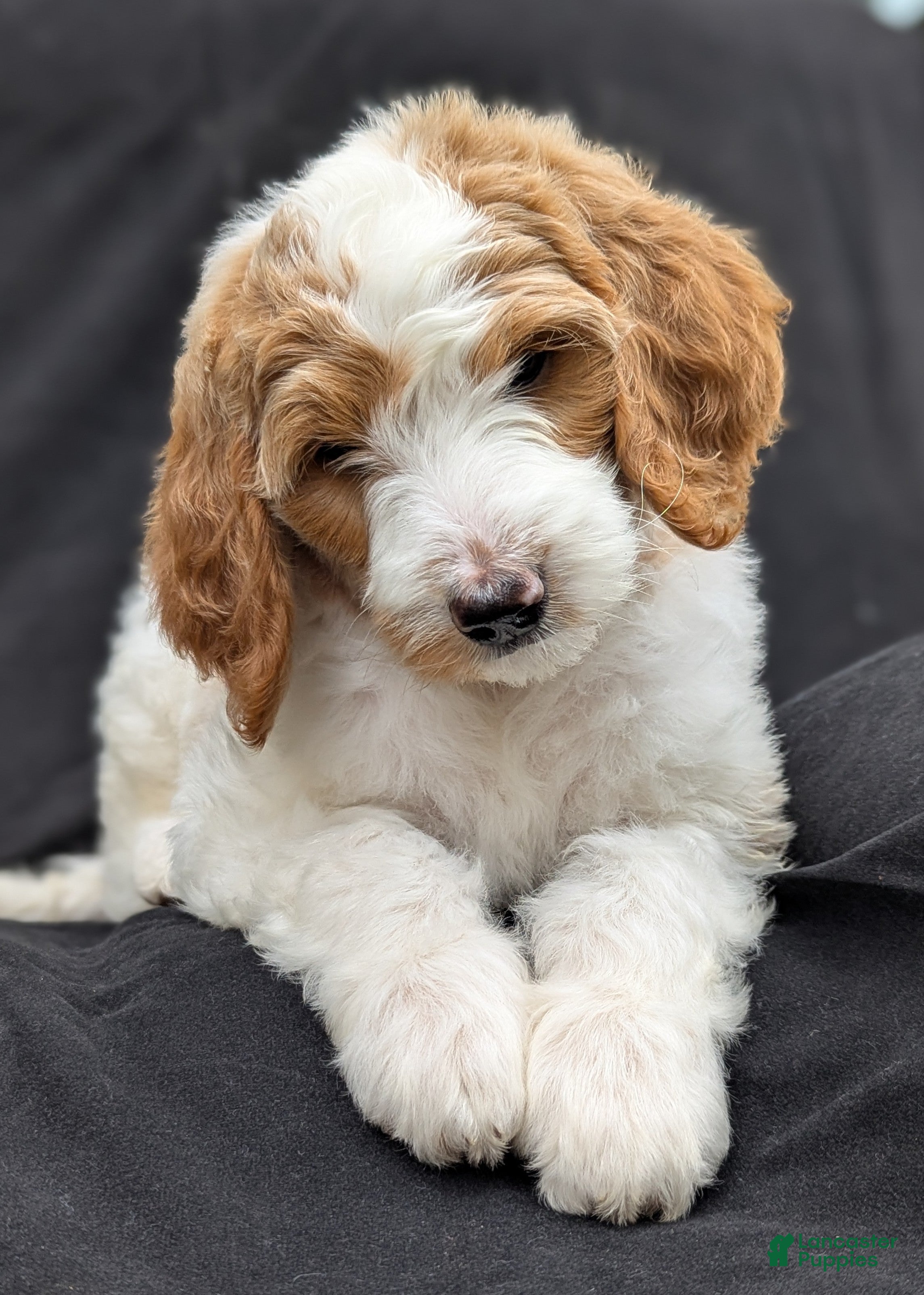 Goldendoodle dogs Willow - Ad 2