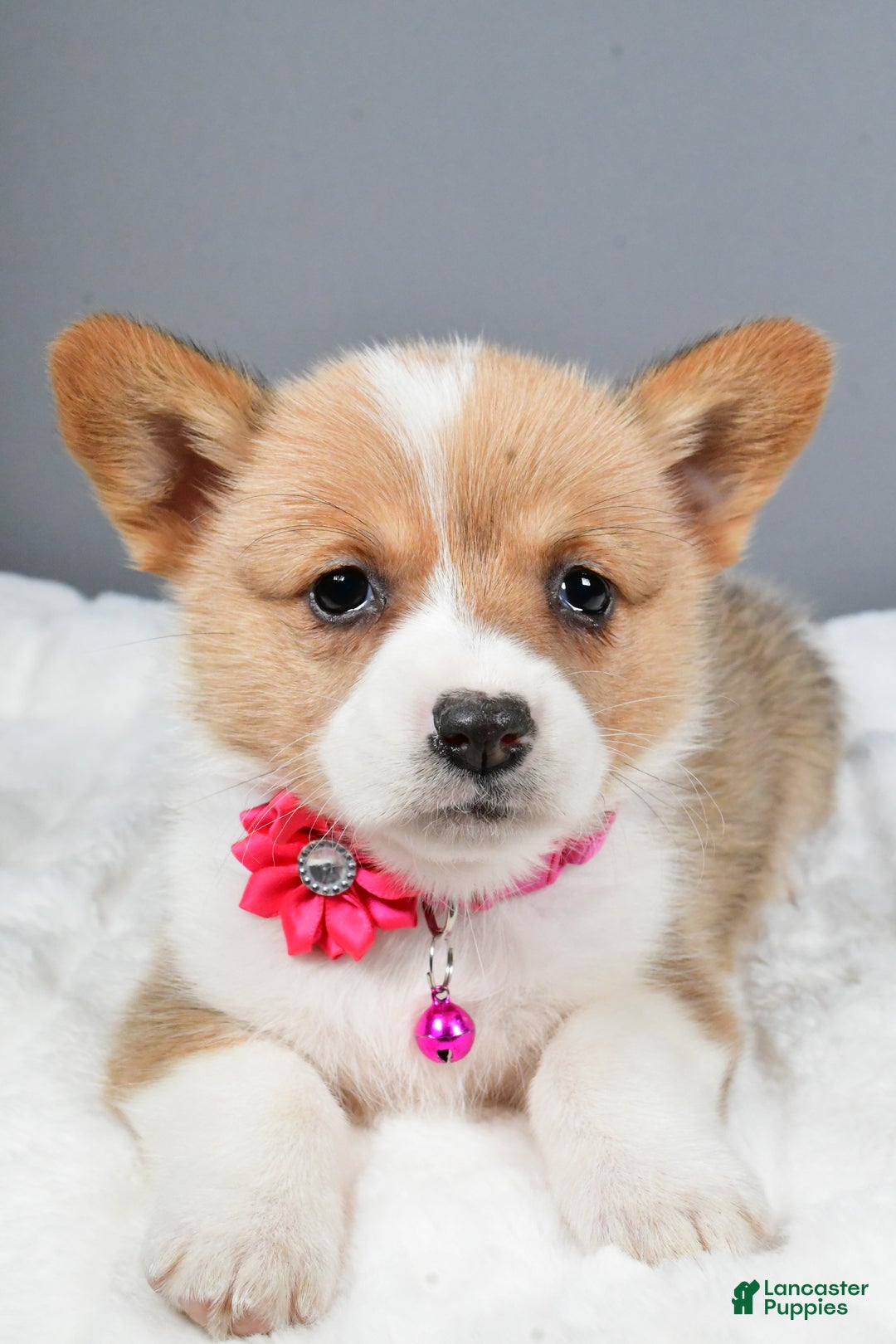 Welsh Corgi Pembroke dogs for sale: Bell - Ad 4