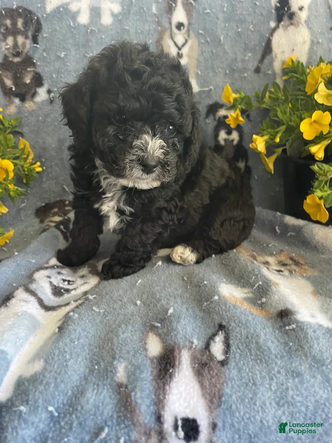 Toy Poodle dogs for sale: Winston - Ad 2