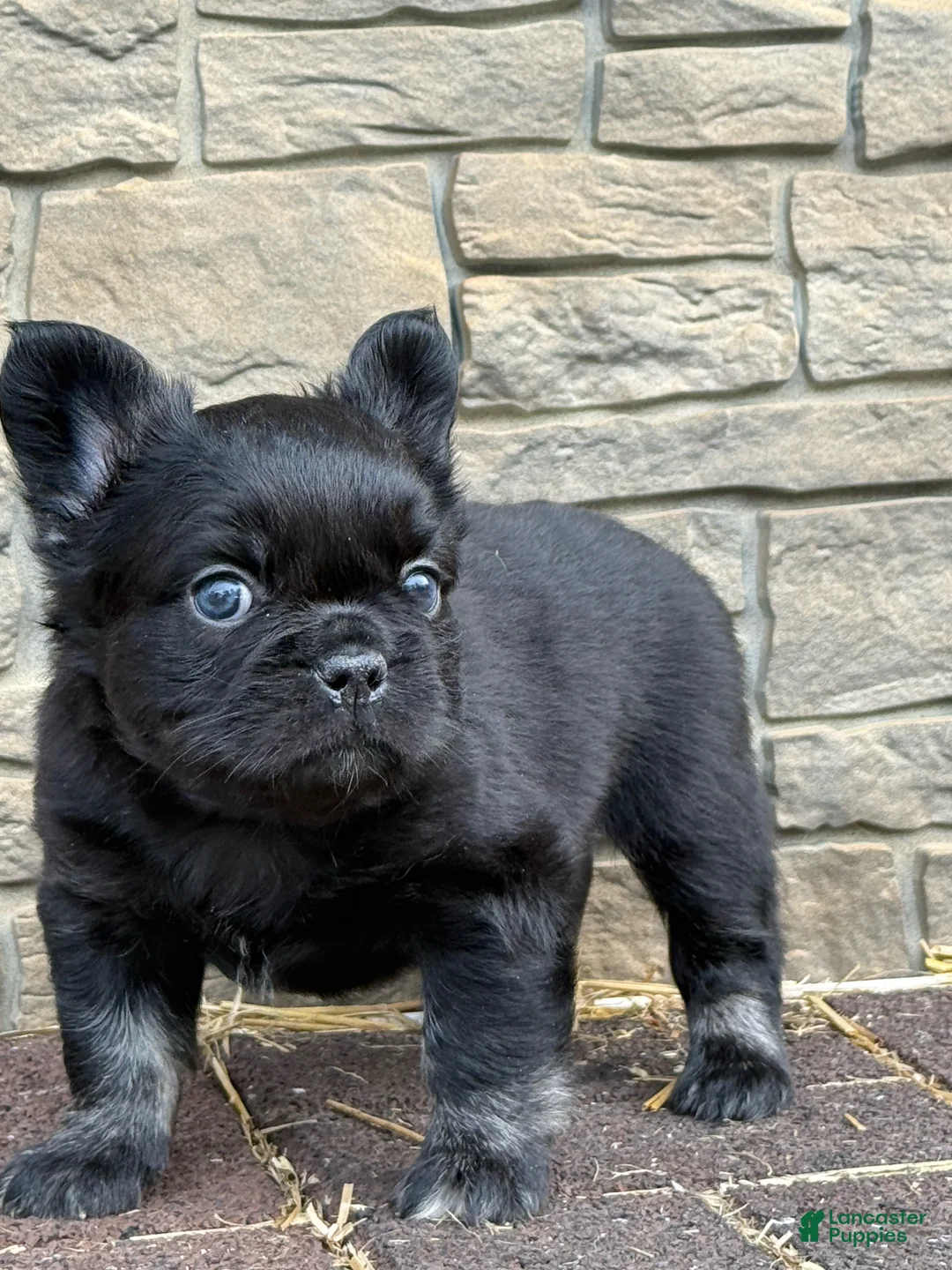 French Bulldog dogs for sale: French Bulldog Puppy 2 - Ad 2