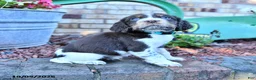 English Springer Spaniel dogs for sale: Ruger Jr - Ad 3