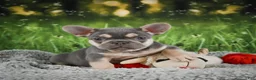 French Bulldog dogs for sale: Charity - Ad 7