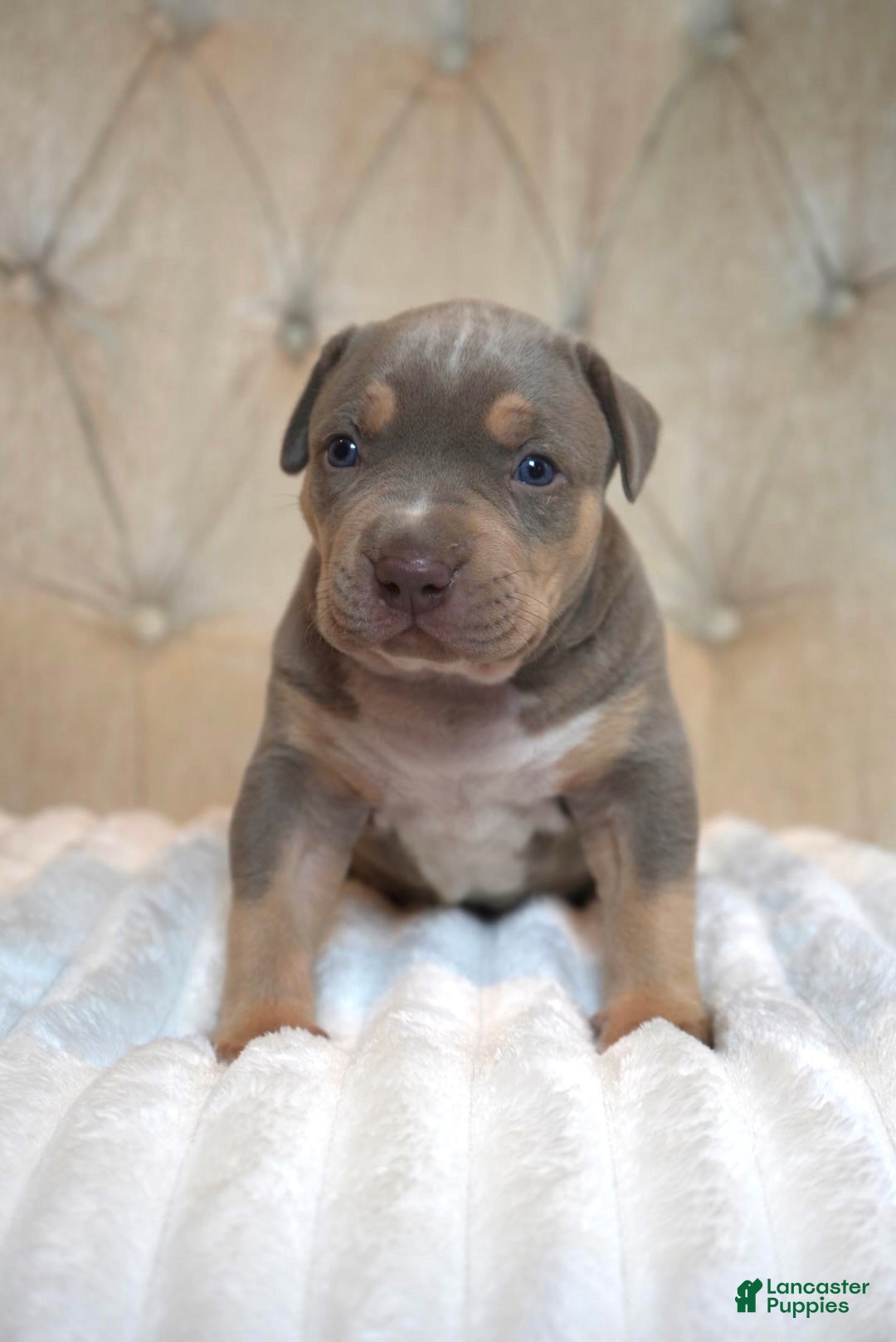 American Bully dogs American Bully Puppy 1 - Ad 2