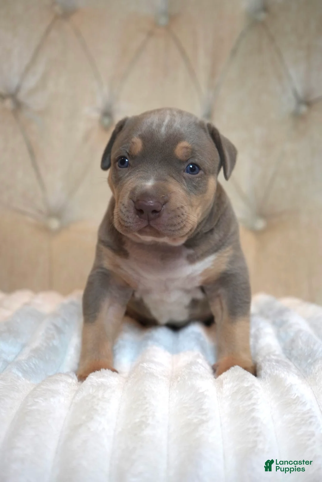 American Bully dogs for sale: American Bully Puppy 1 - Ad 2