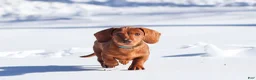 Dachshund dogs for sale: Harley - Ad 1