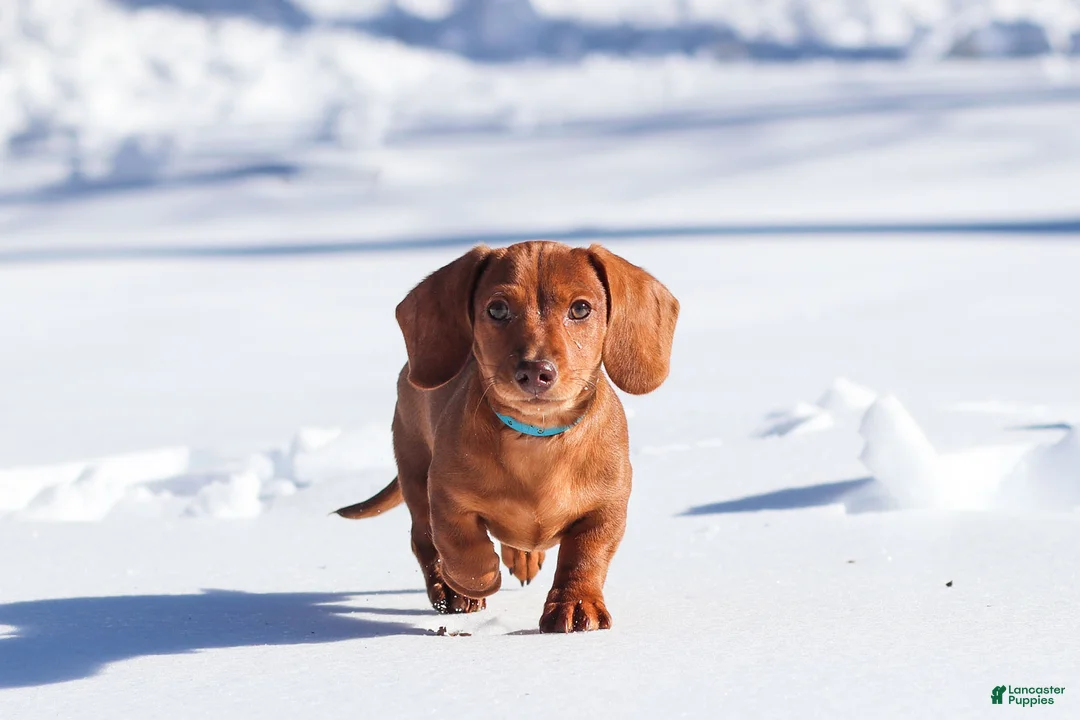 Dachshund dogs for sale: Harley - Ad 1