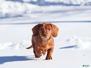 Dachshund dogs Harley - Ad 27