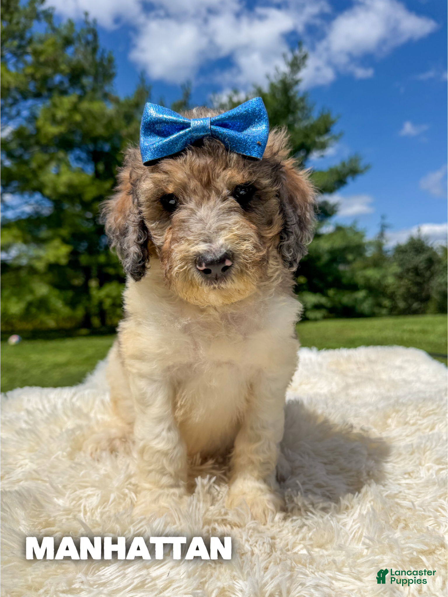 Goldendoodle dogs Manhattan - Standard F1b - Ad 21