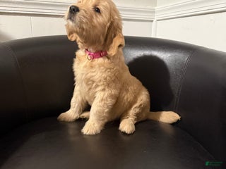 Goldendoodle dogs - Ad 39