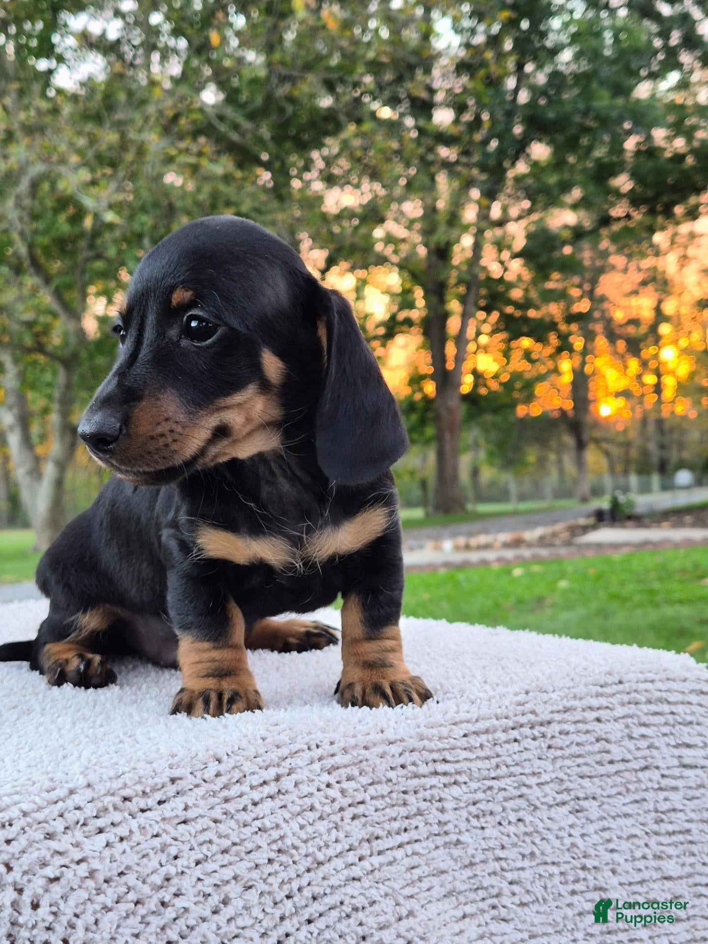 Miniature Dachshund dogs for sale: Peanut  - Ad 4