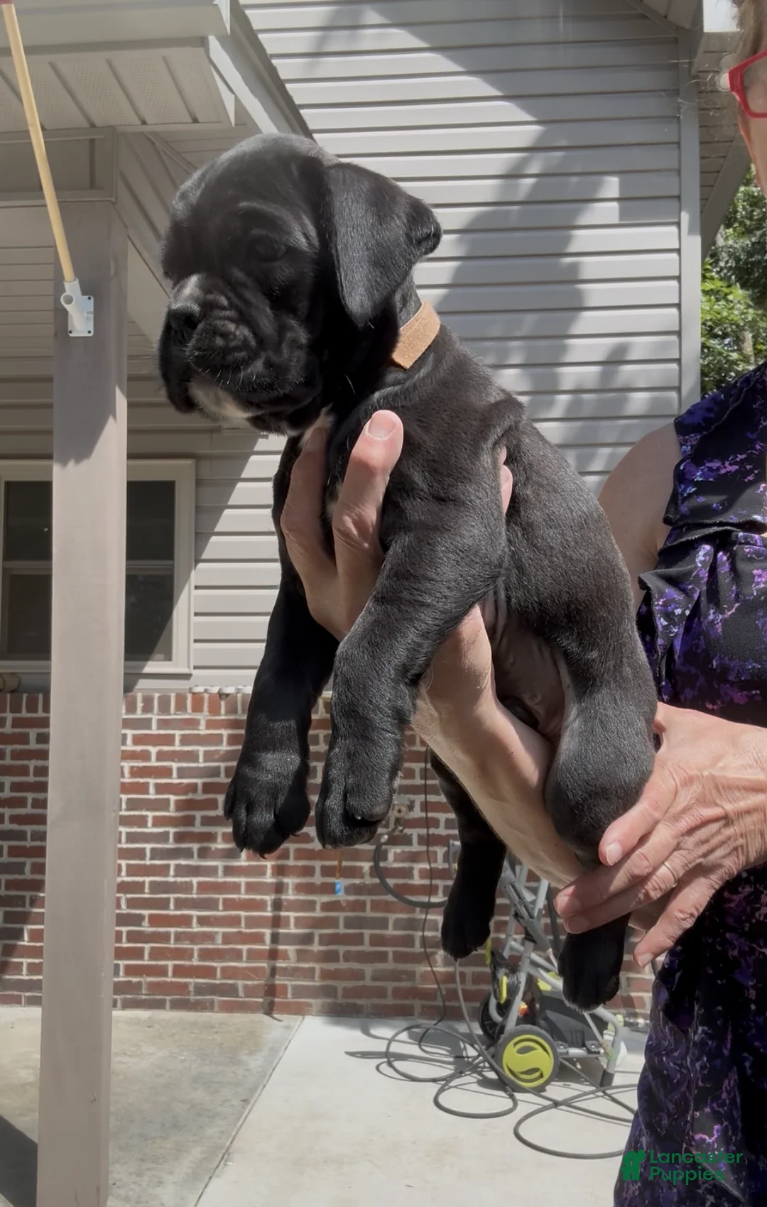 Boxer dogs for sale: Jasper AKC Euro - Ad 2
