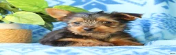 Yorkshire Terrier dogs for sale: Davy - Ad 4