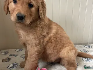 Golden Retriever dogs for sale: Sadie - Ad 4