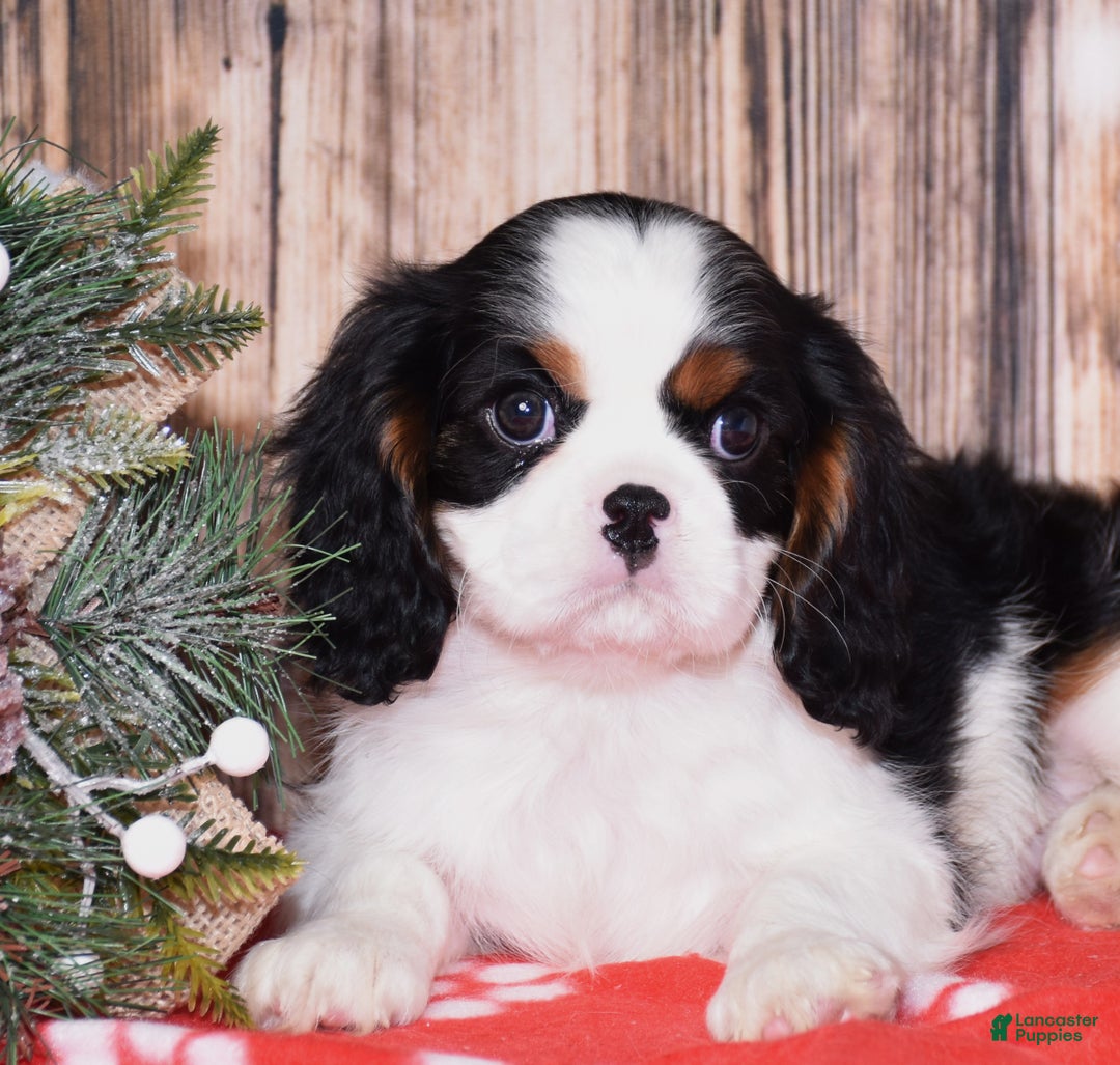 Cavalier King Charles Spaniel dogs for sale: Augie - Ad 2