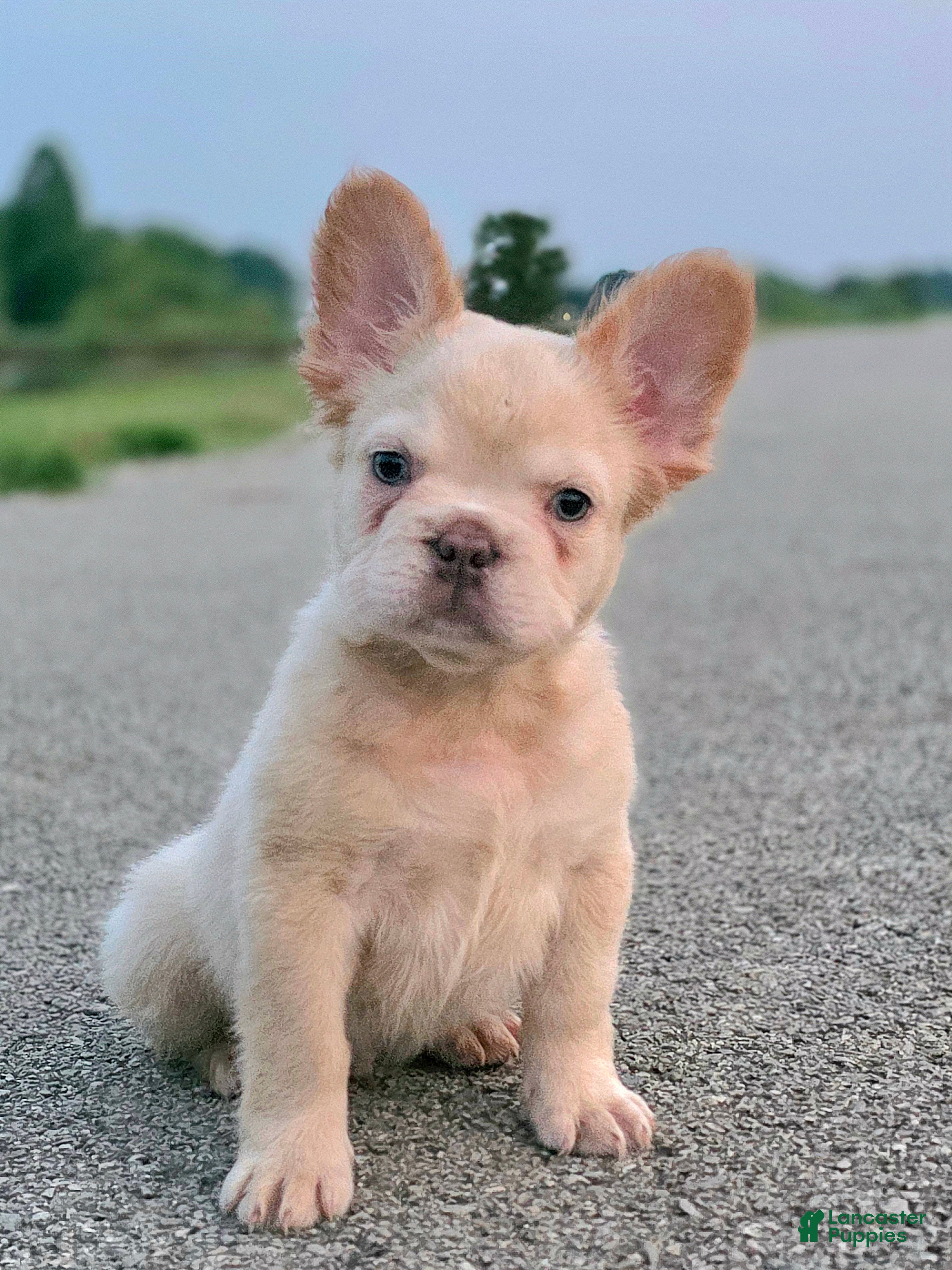 French Bulldog dogs Santana - Ad 2