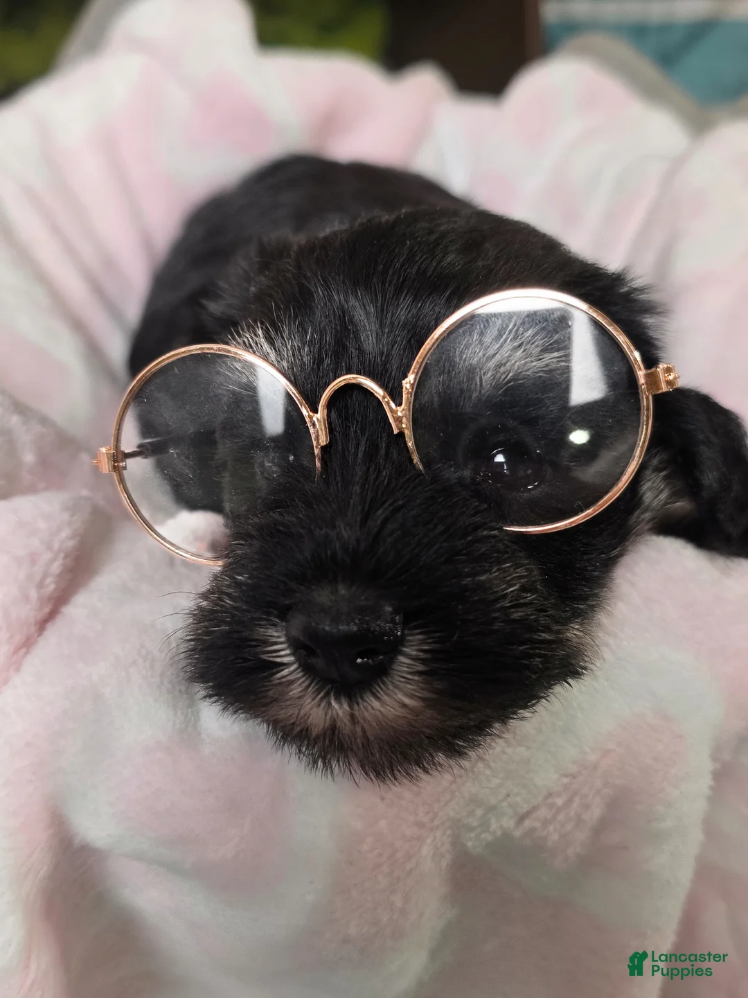 Miniature Schnauzer dogs for sale: Miniature Schnauzer Puppy  - Ad 1