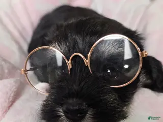 Miniature Schnauzer dogs Miniature Schnauzer Puppy - Ad 5