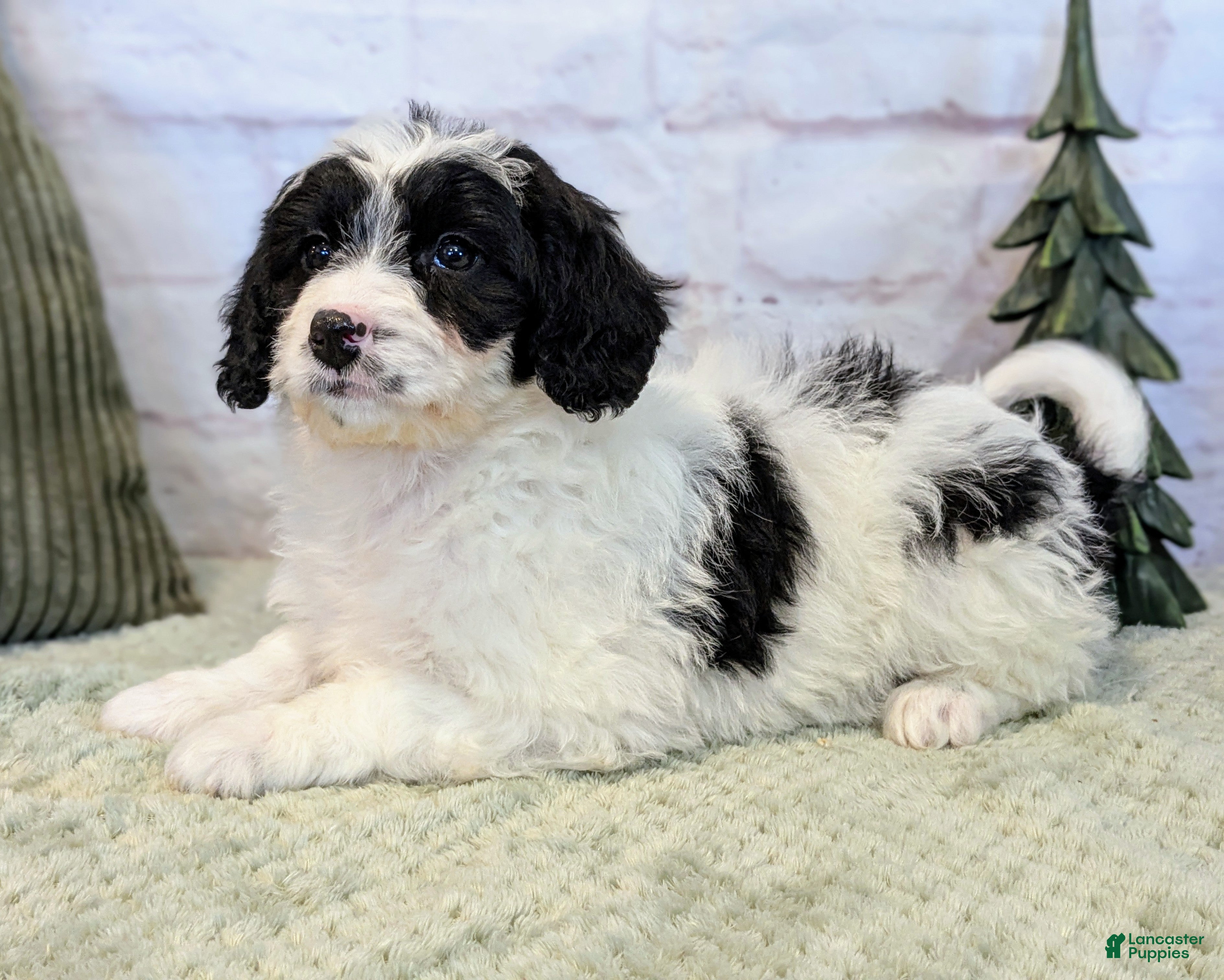 Mixed Breed dogs Ashton  - Ad 2