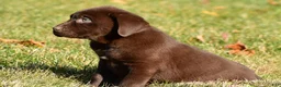 Labrador Retriever dogs for sale: Shawn - Ad 4
