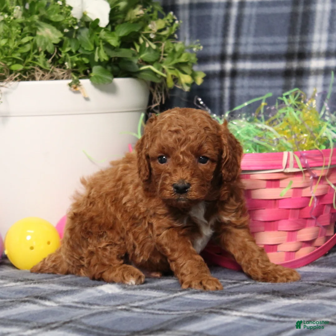 Miniature Poodle dogs for sale: Louie - Ad 4