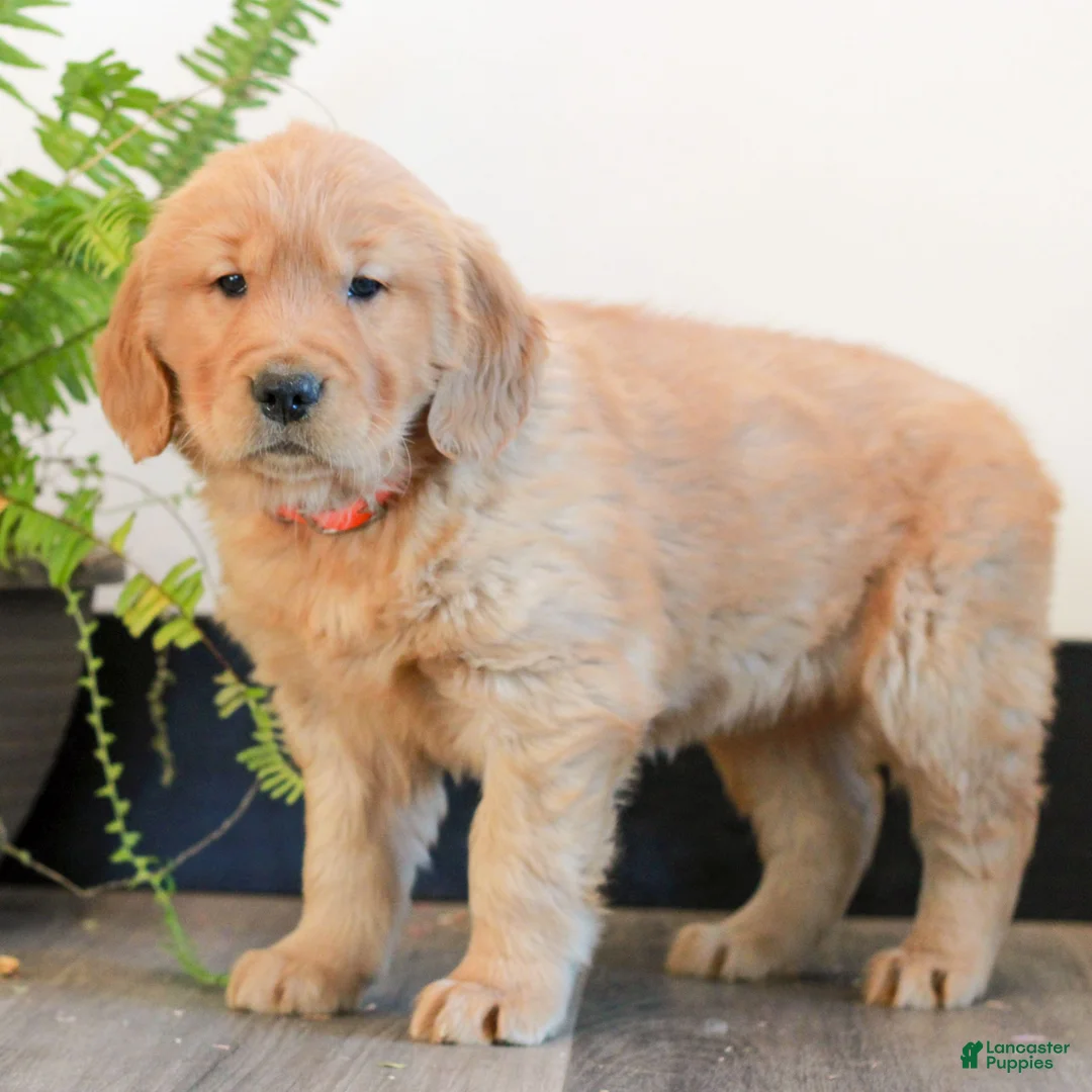 Golden Retriever dogs for sale: Tonya  - Ad 3