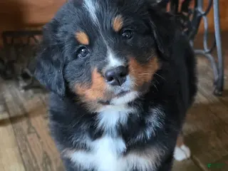 Bernese Mountain Dog dogs SHADOW - Ad 36