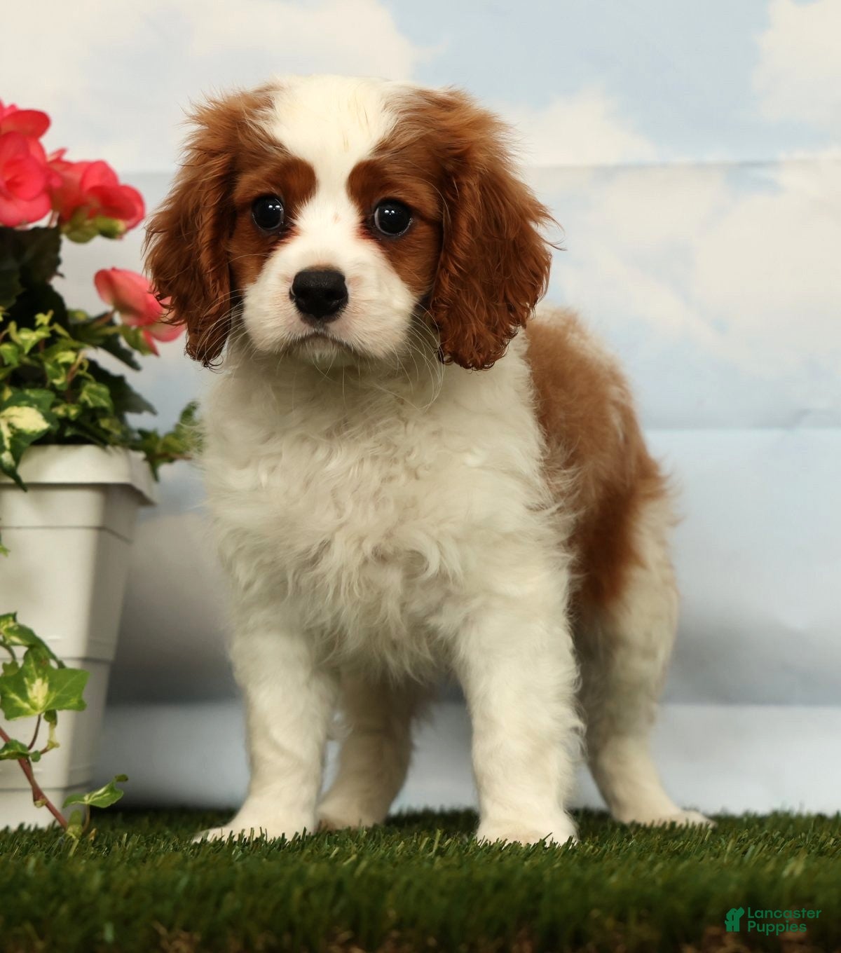 Cavalier King Charles Spaniel dogs Josh - Ad 2