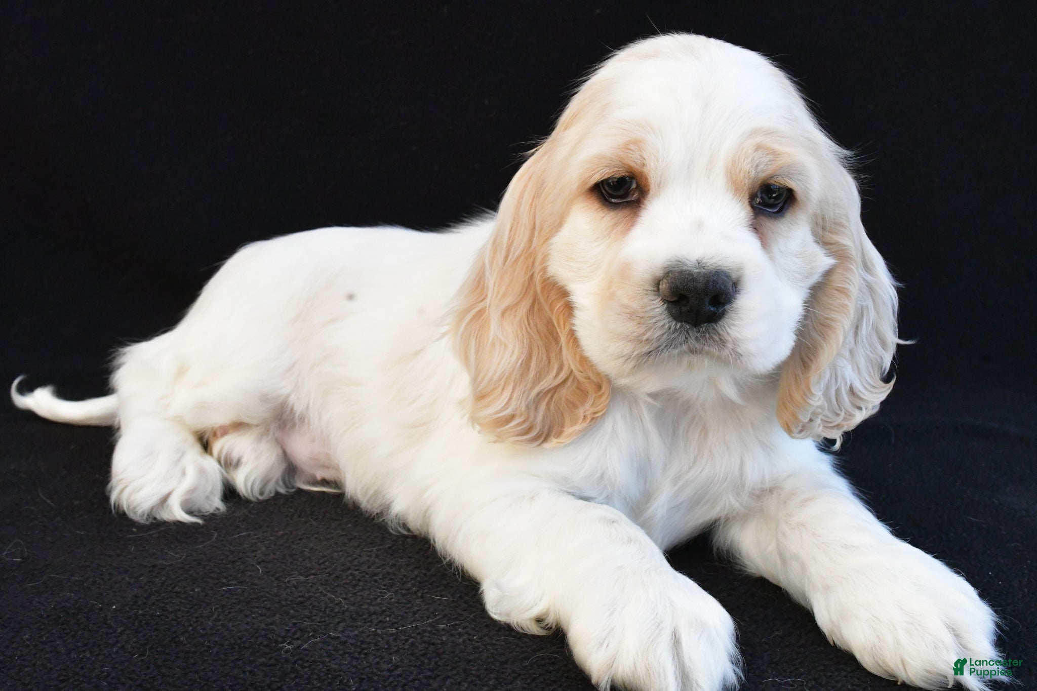 Cocker Spaniel dogs Walker - Ad 1