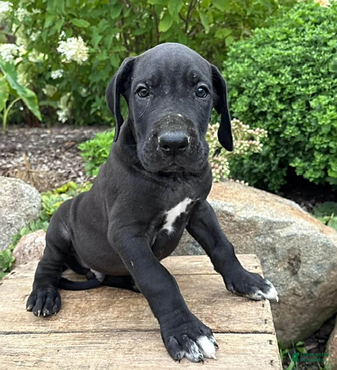 Great Dane dogs for sale: Eisenhower - Ad 2