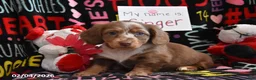 Miniature Dachshund dogs for sale: Ginger - Ad 1