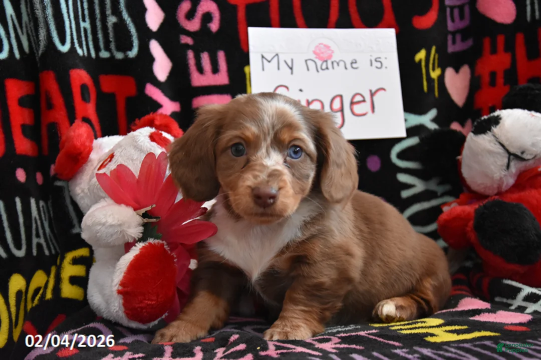 Miniature Dachshund dogs for sale: Ginger - Ad 1