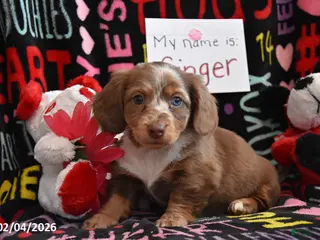 Miniature Dachshund dogs Ginger - Ad 40