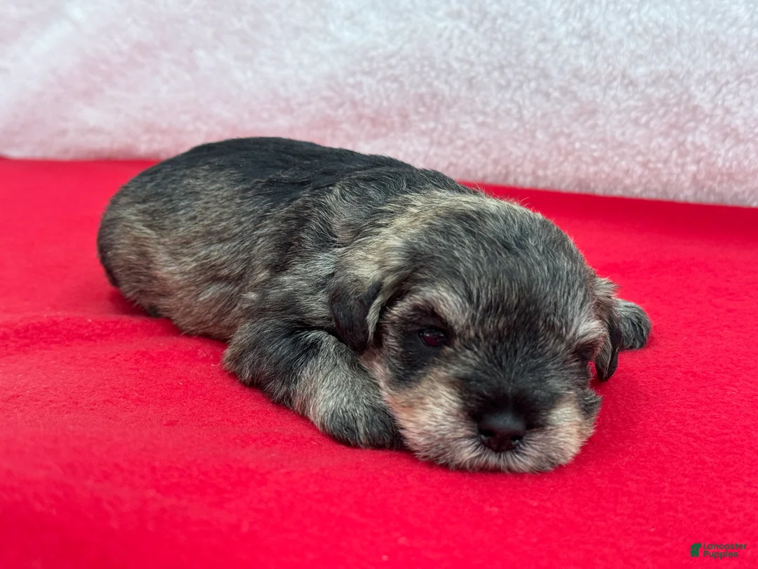 Miniature Schnauzer dogs for sale: Gypsy Female 4 - Ad 4