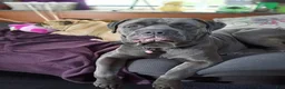 Cane Corso dogs for sale: Harley - Ad 1