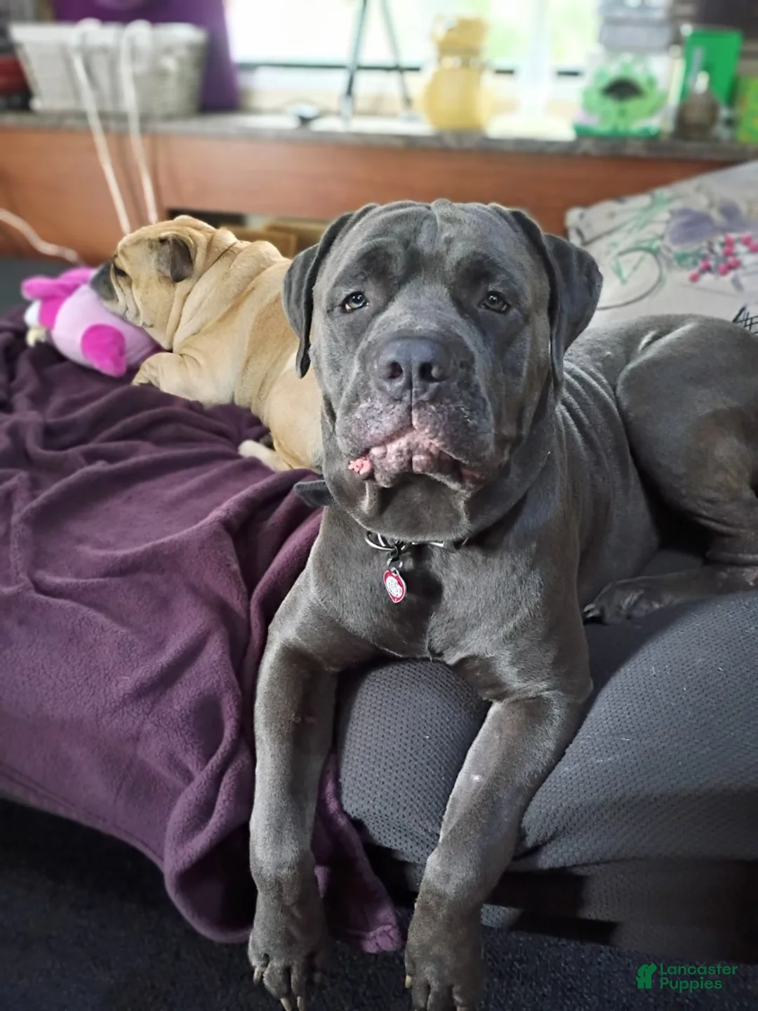 Cane Corso dogs for sale: Harley - Ad 1