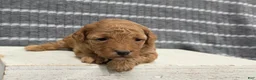 Miniature Poodle dogs for sale: Willow - Ad 9