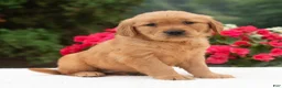 Golden Retriever dogs for sale: Kaylee  - Ad 1