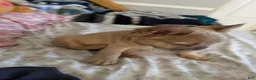 French Bulldog dogs for sale: Isabella new shade fluffy female - Ad 13