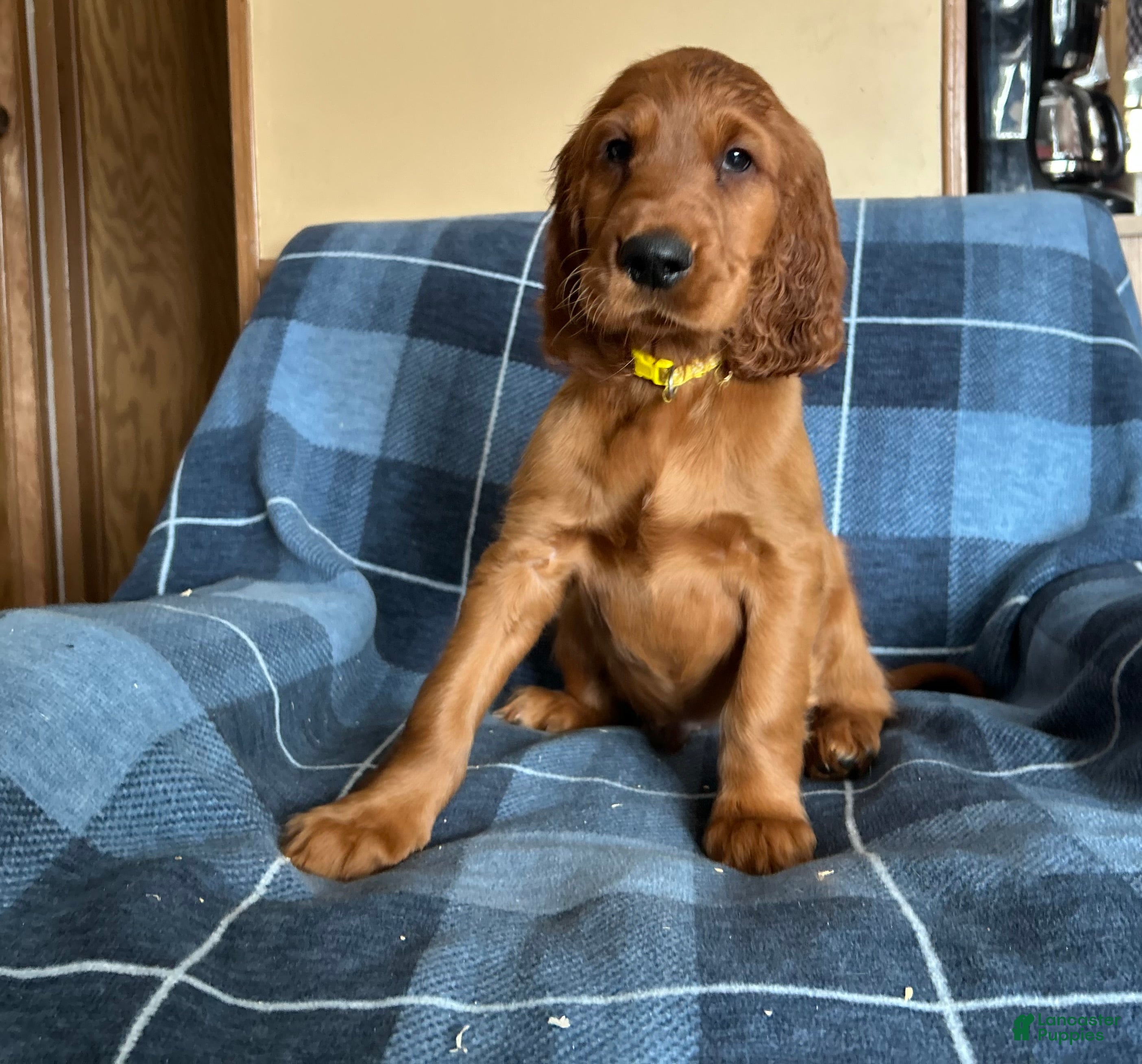 Irish Setter dogs Irish Setter male yellow collar - Ad 20